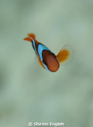My fetish with anemonefish continues.... How could you no... by Sharon English 